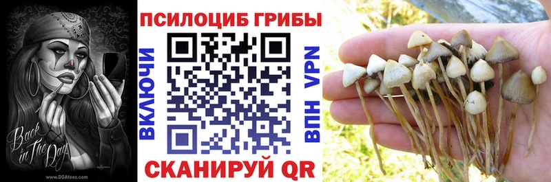 Галлюциногенные грибы Psilocybe  Хвалынск 